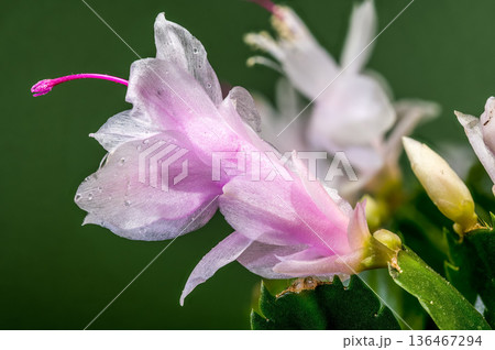 Close Up Of Blooming White Christmas Cactus On Green Background Close Up Of Blooming White Christmas Cactus On Green Background 136467294