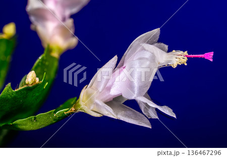White And Pink Christmas Cactus Flower Against Dark Purple Background 136467296