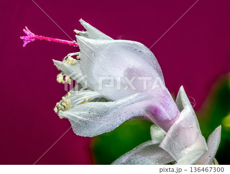 Pink And White Christmas Cactus Flowers On Magenta Pink Background 136467300
