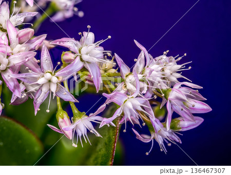 Succulent Jade Plant Crassula Ovata With White Pink Star Flowers Succulent Jade Plant Crassula Ovata With White Pink Star Flowers 136467307