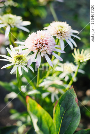 White Cherry Fluff Echinacea Blooming Outdoors White Cherry Fluff Echinacea Blooming Outdoors 136467320