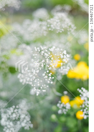 White Gypsophila in green summer garden scene White Gypsophila in green summer garden scene 136467321