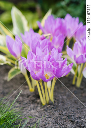 Colchicum autumnale blooming in garden soil Colchicum autumnale blooming in garden soil 136467325