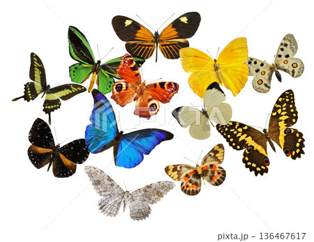group of butterfly 136467617