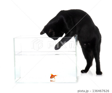 red goldfish and black cat red goldfish and black cat 136467626