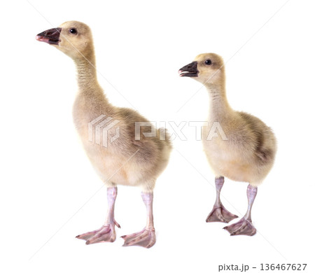gosling in studio 136467627