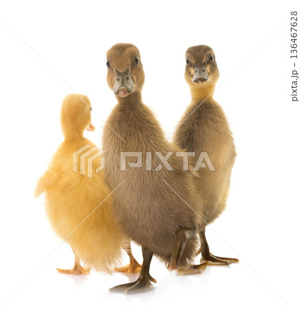 Indian Runner ducking 136467628