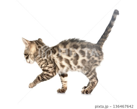 bengal kitten in studio 136467642