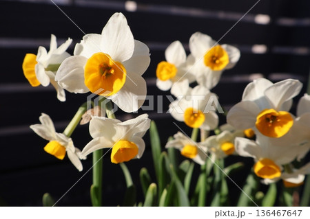 冬に咲くニホンスイセンの花 冬に咲くニホンスイセンの花 136467647
