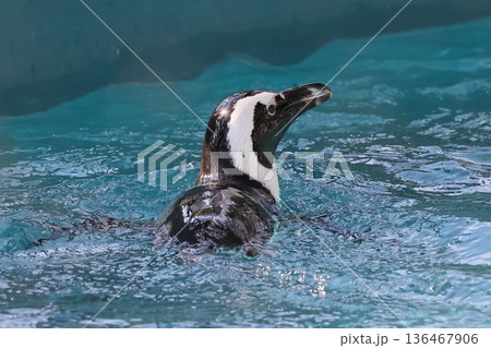 ケープペンギン 136467906