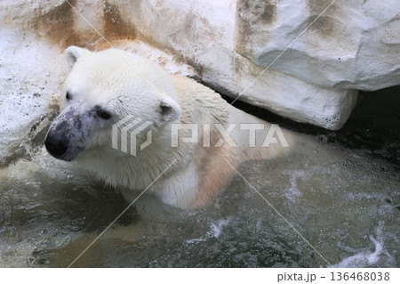 ホッキョクグマ ホッキョクグマ 136468038