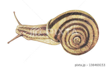 カタツムリのイラスト 136469153
