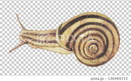 カタツムリのイラスト 136469153
