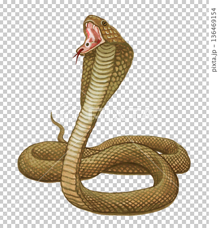 コブラのイラスト 136469154