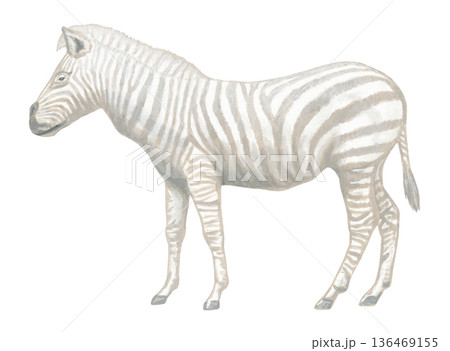 ホワイトゼブラのイラスト 136469155