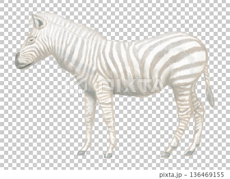 ホワイトゼブラのイラスト 136469155