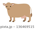 ジャージー牛 正面を向いて立つポーズのかわいいベクターイラスト 136469515