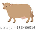 ジャージー牛 斜めを向いて歩くポーズのかわいいベクターイラスト 136469516