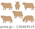 ジャージー牛のポーズセット/かわいい家畜のベクターイラスト素材(6ポーズ) 136469519
