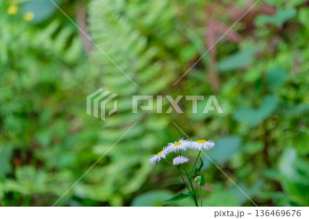 緑のシダを背景に咲くヒメジョオンの花 136469676