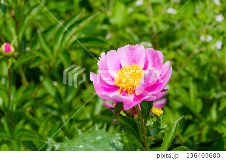 緑の背景に映えるピンクの芍薬の花 136469680