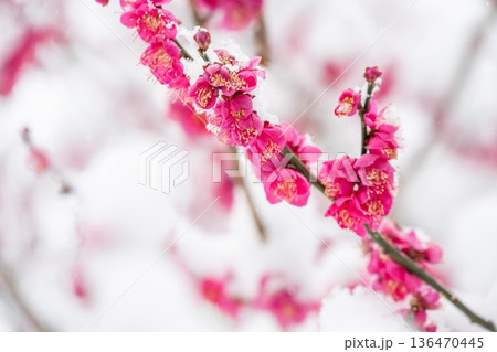 茨城県笠間市　愛宕神社の雪景色 136470445