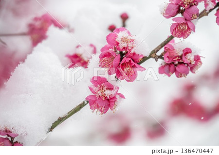 茨城県笠間市　愛宕神社の雪景色 136470447