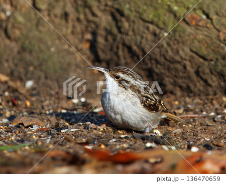 Eurasian Treecreeper Foraging on Forest Ground in Winter Eurasian Treecreeper Foraging on Forest Ground in Winter 136470659