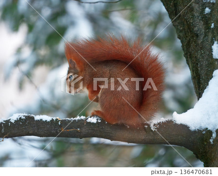 Red Squirrel, Sciurus vulgaris on Snowy Branch, Stromovka Prague 136470681