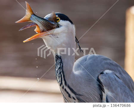Grey heron catching roach fish 136470686