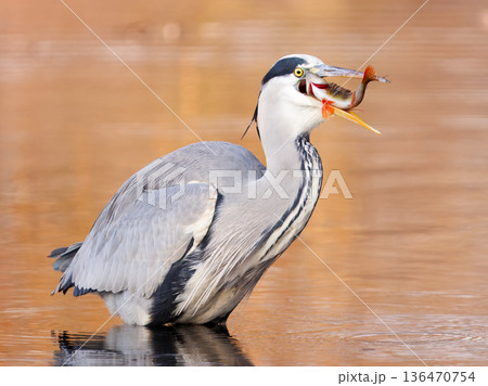 Grey Heron Catching European Perch 136470754