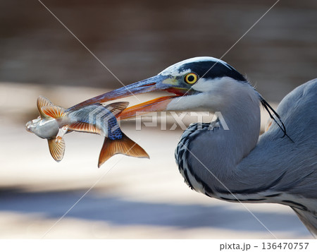 Grey heron capturing fish in close predator action Grey heron capturing fish in close predator action 136470757