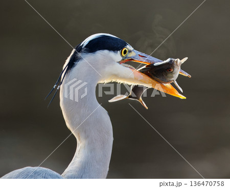 Heron Poised With Fresh Catch Heron Poised With Fresh Catch 136470758