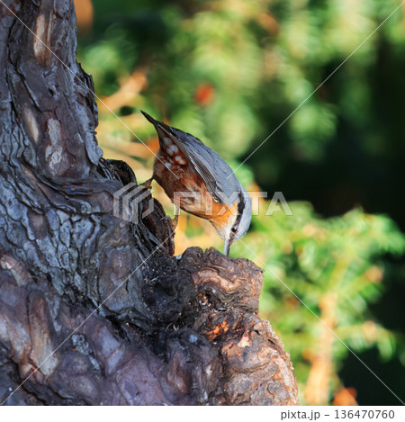 Eurasian Nuthatch, Sitta europaea Climbing on a Tree Trunk 136470760