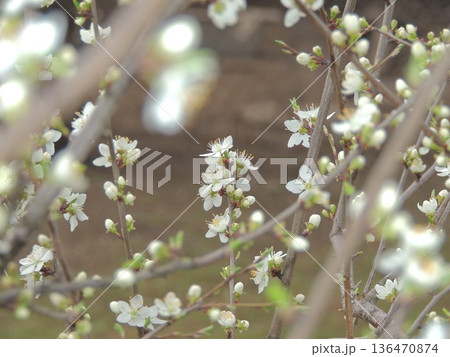 Blossoming branches of an apple or cherry tree visible through the blurred parts of the foreground tree, focus on the background, a postcard with a neutral floral light background on a spring theme 136470874