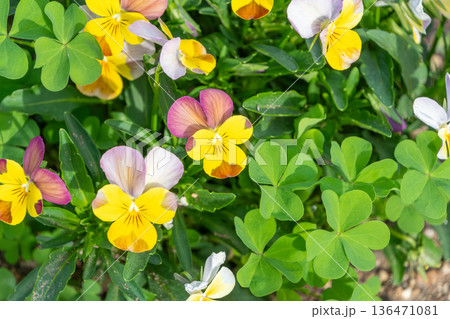 春の花壇に咲く黄色と紫のバイカラーのビオラ 春の花壇に咲く黄色と紫のバイカラーのビオラ 136471081