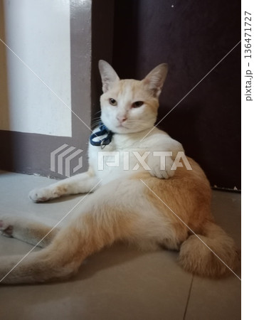 Orange cat with blue collar lounges relaxed on floor. Orange cat with blue collar lounges relaxed on floor. 136471727