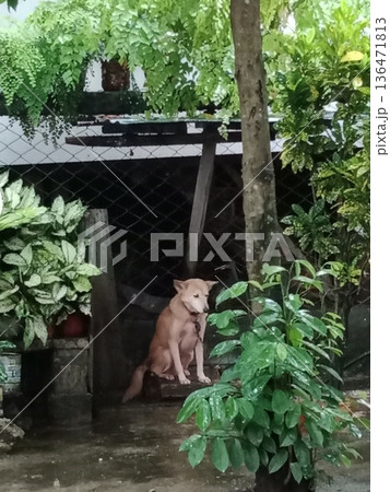 Brown dog sits on wooden bench in lush tropical garden. 136471813