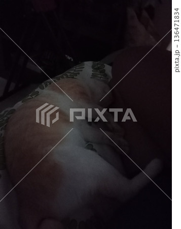 Orange and white cat sleeping peacefully on bed. Orange and white cat sleeping peacefully on bed. 136471834