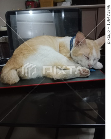 Orange and white cat sleeping on laptop keyboard. Orange and white cat sleeping on laptop keyboard. 136471846