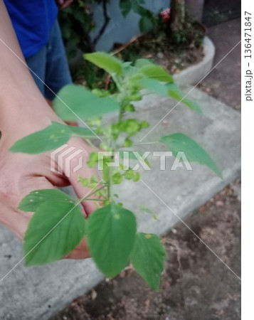 Closeup of hand holding green leafy plant with buds. Closeup of hand holding green leafy plant with buds. 136471847
