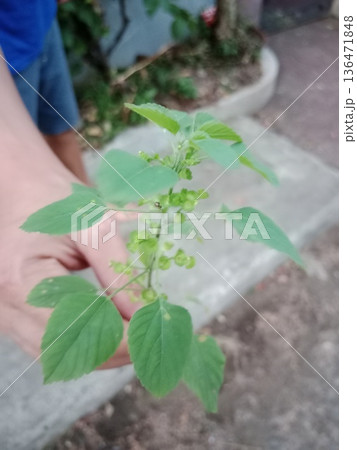 Closeup of green herbaceous plant with serrated leaves and seed clusters. 136471848