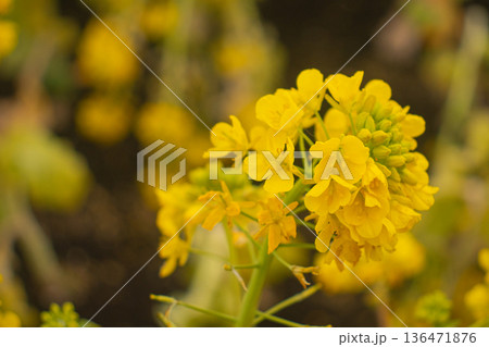 雨上がりに咲く鮮やかな菜の花のクローズアップ 136471876