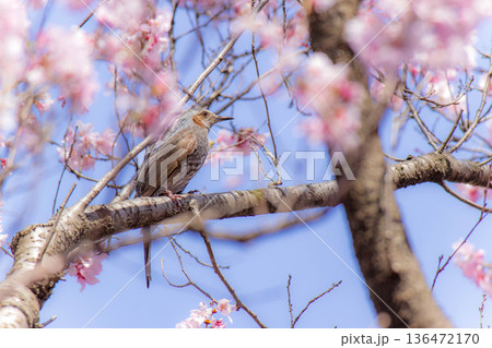 桜の花に囲まれたヒヨドリ 春の自然風景 桜の花に囲まれたヒヨドリ 春の自然風景 136472170