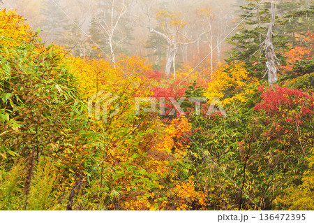 秋の長野県小谷村 紅葉の栂池高原 秋の長野県小谷村 紅葉の栂池高原 136472395