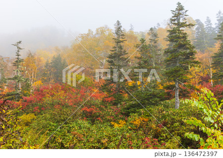 秋の長野県小谷村　紅葉の栂池高原 136472397