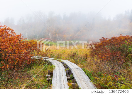 秋の長野県小谷村 紅葉の栂池高原 栂池自然園 秋の長野県小谷村 紅葉の栂池高原 栂池自然園 136472406