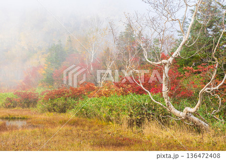 秋の長野県小谷村 紅葉の栂池高原 栂池自然園 秋の長野県小谷村 紅葉の栂池高原 栂池自然園 136472408