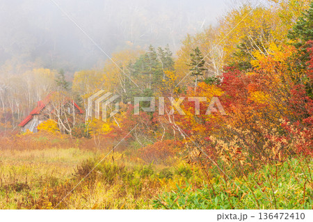 秋の長野県小谷村　紅葉の栂池高原　栂池自然園 136472410