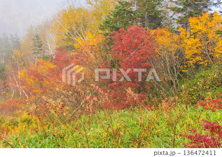 秋の長野県小谷村　紅葉の栂池高原　栂池自然園 136472411